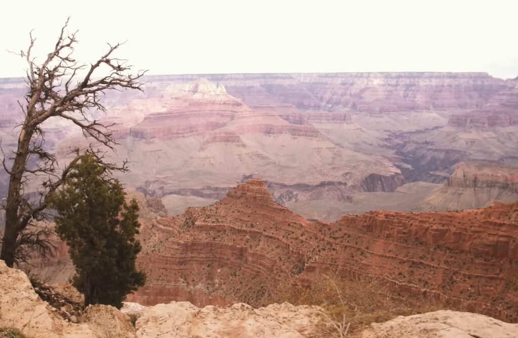 A view of the Grand Canyon with a barren tree in the foreground