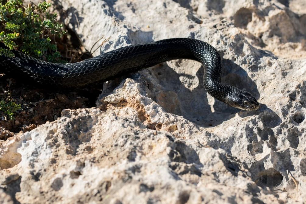 A black snake slithers over rugged terrain