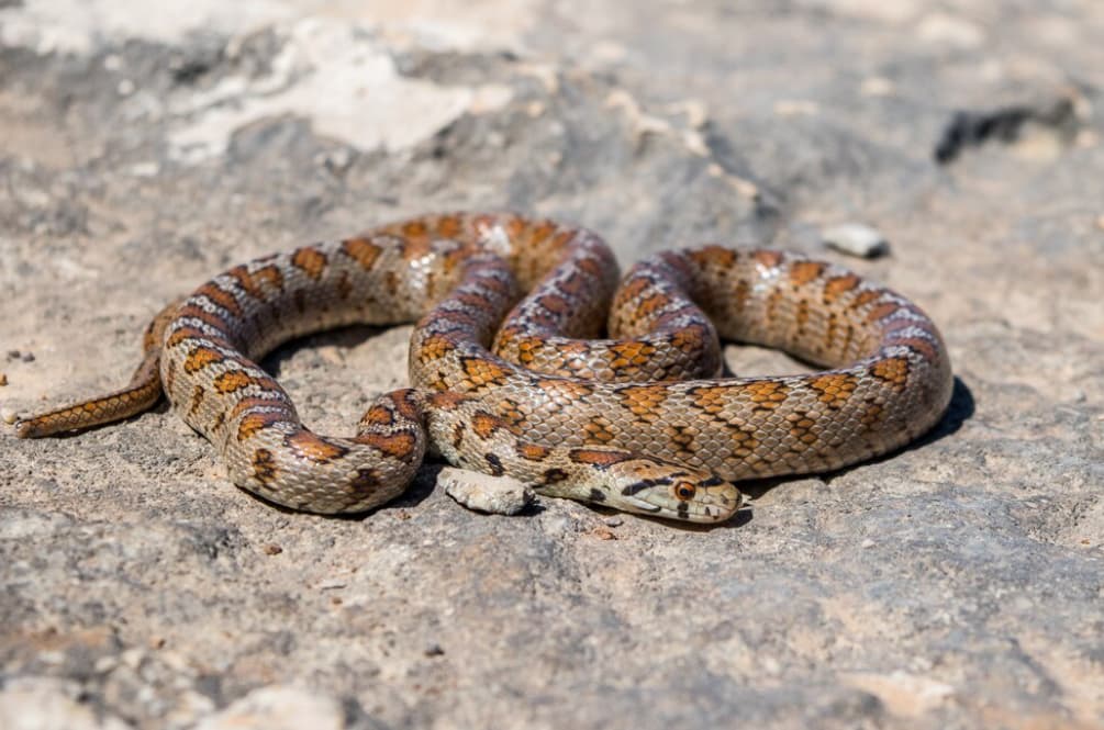 A coiled snake rests on sunlit rock